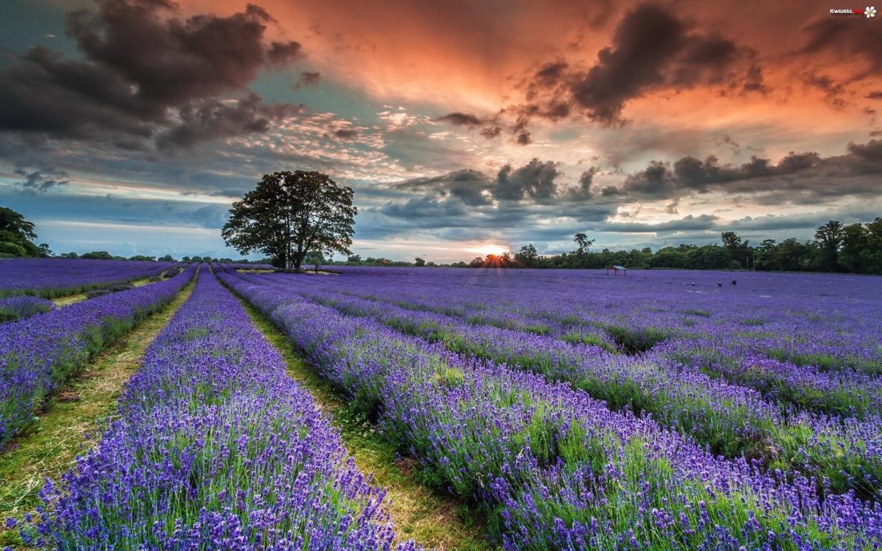 La Maison Des Collines Allemagne-en-Provence Kültér fotó